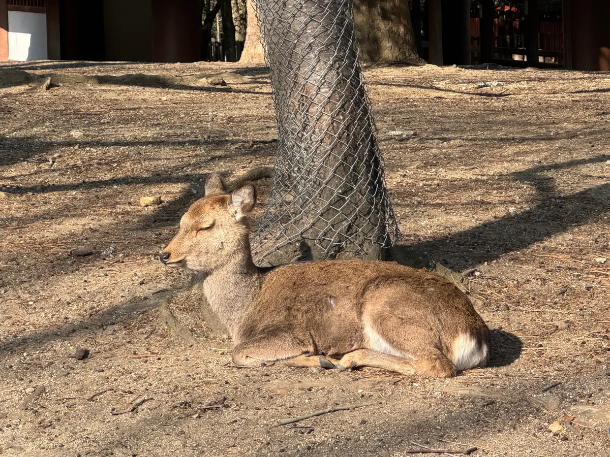 美味いもん＆御朱印を求めて母娘弾丸2人旅の画像_12