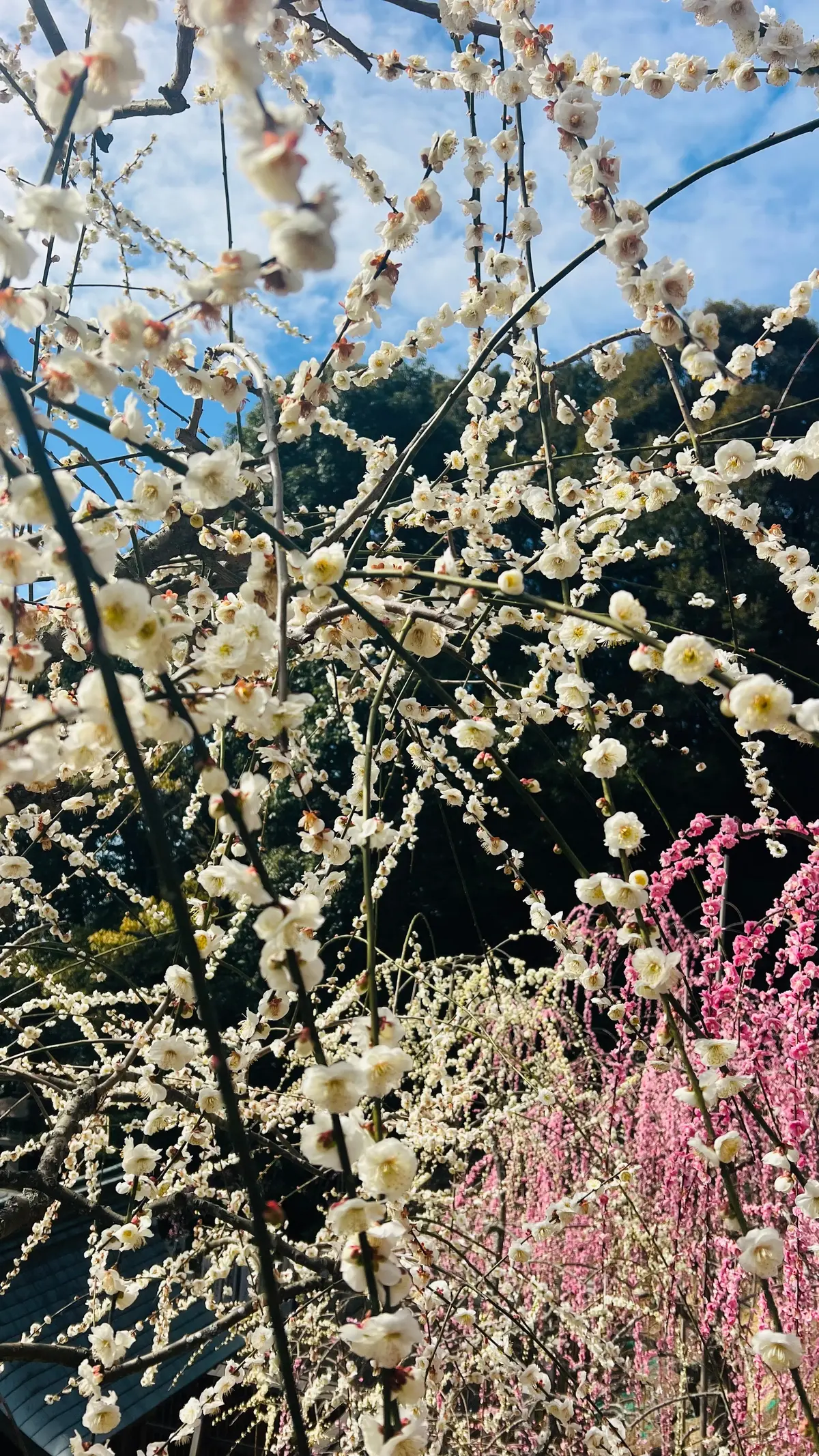 幸せ色の春！大縣神社「梅まつり」の画像_6