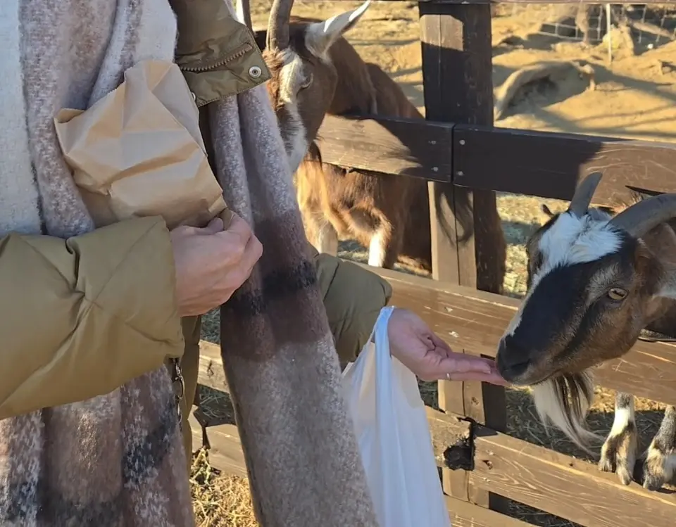 今の時期ならでは！菜の花とイルミネーショの画像_8