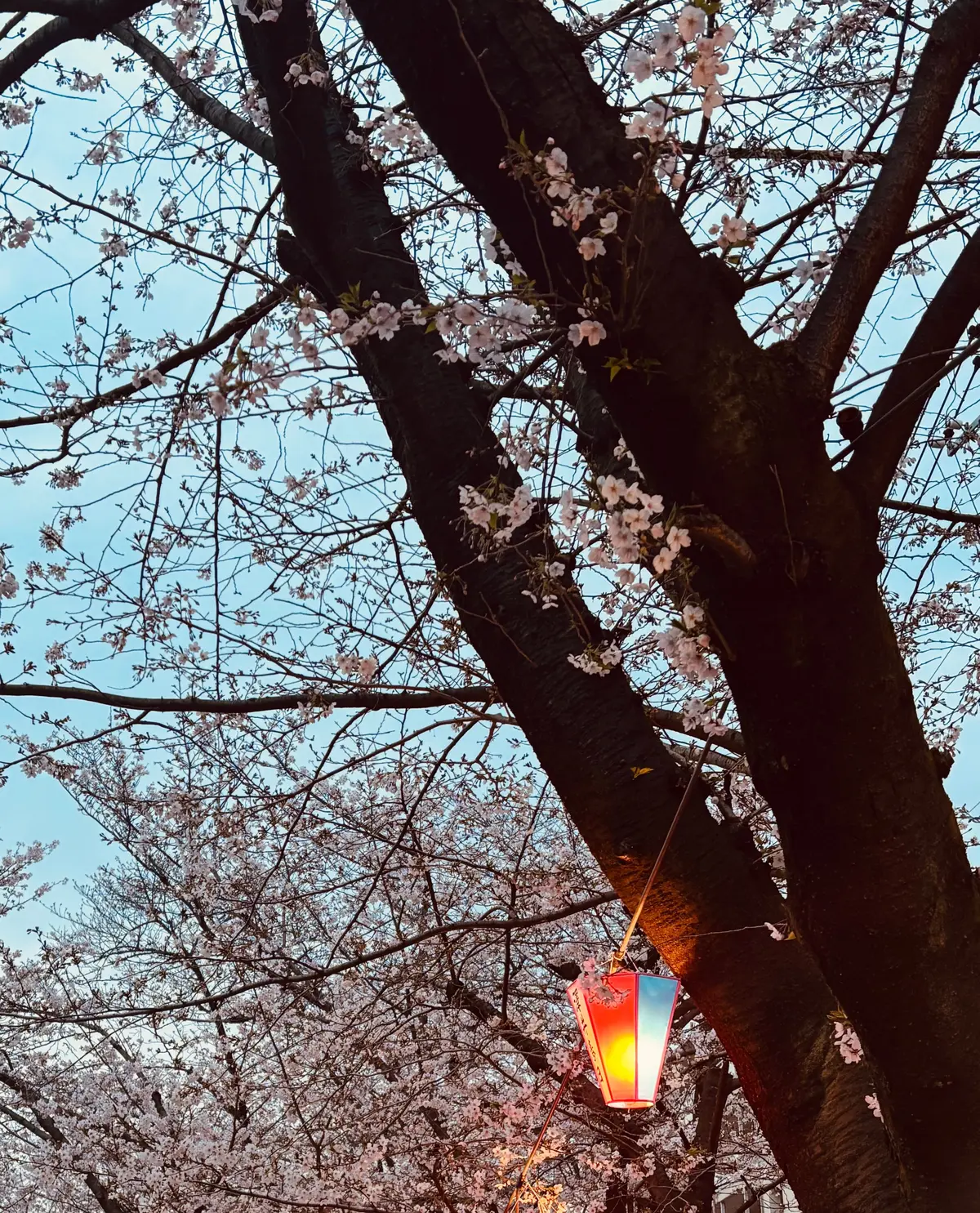 料亭のちりめんナッツを頂きました🎵の画像_1