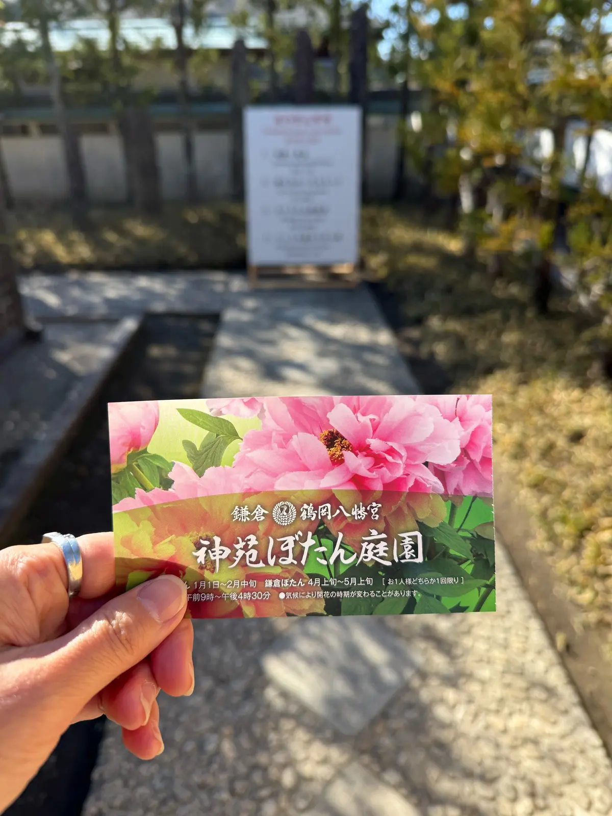 鎌倉　鶴岡八幡宮　境内　神苑ぼたん庭園
