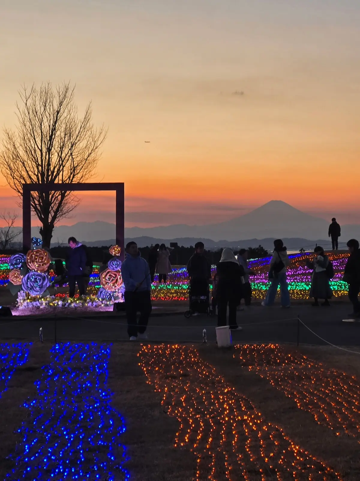 今の時期ならでは！菜の花とイルミネーショの画像_14