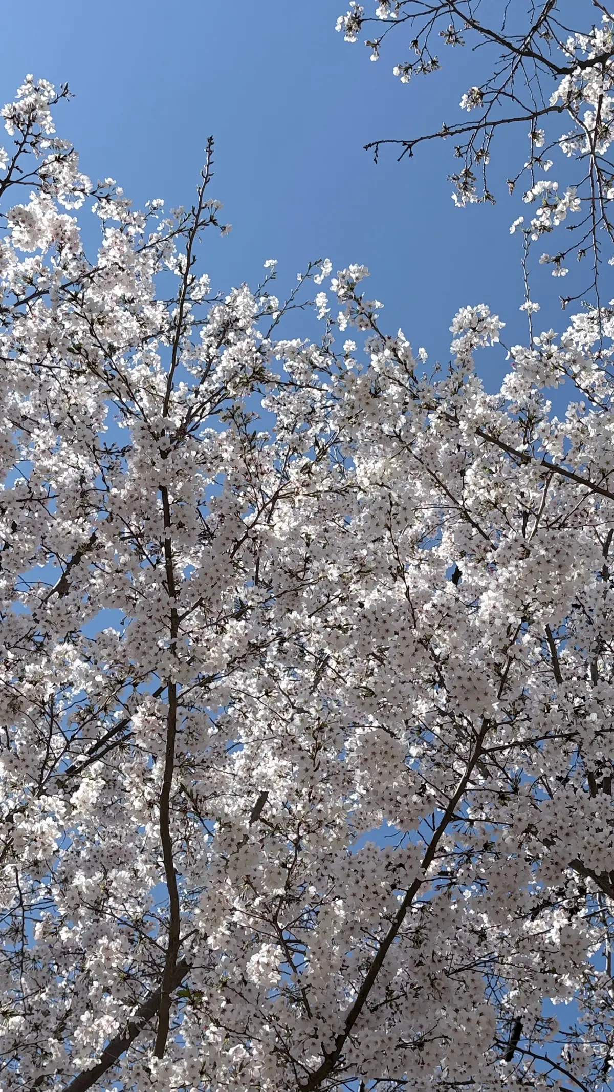 桜と青空のコントラストが美しい季節の画像_2