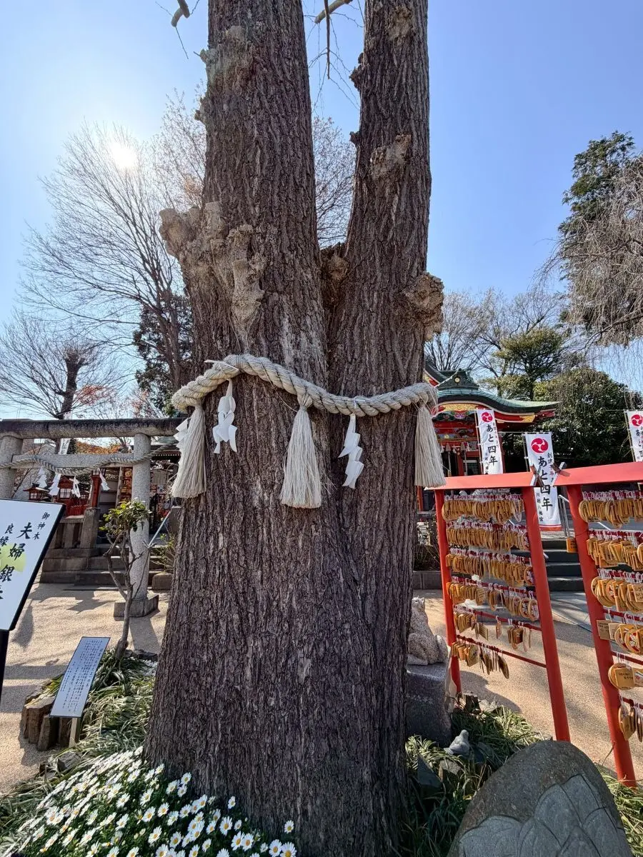 川越八幡宮夫婦銀杏