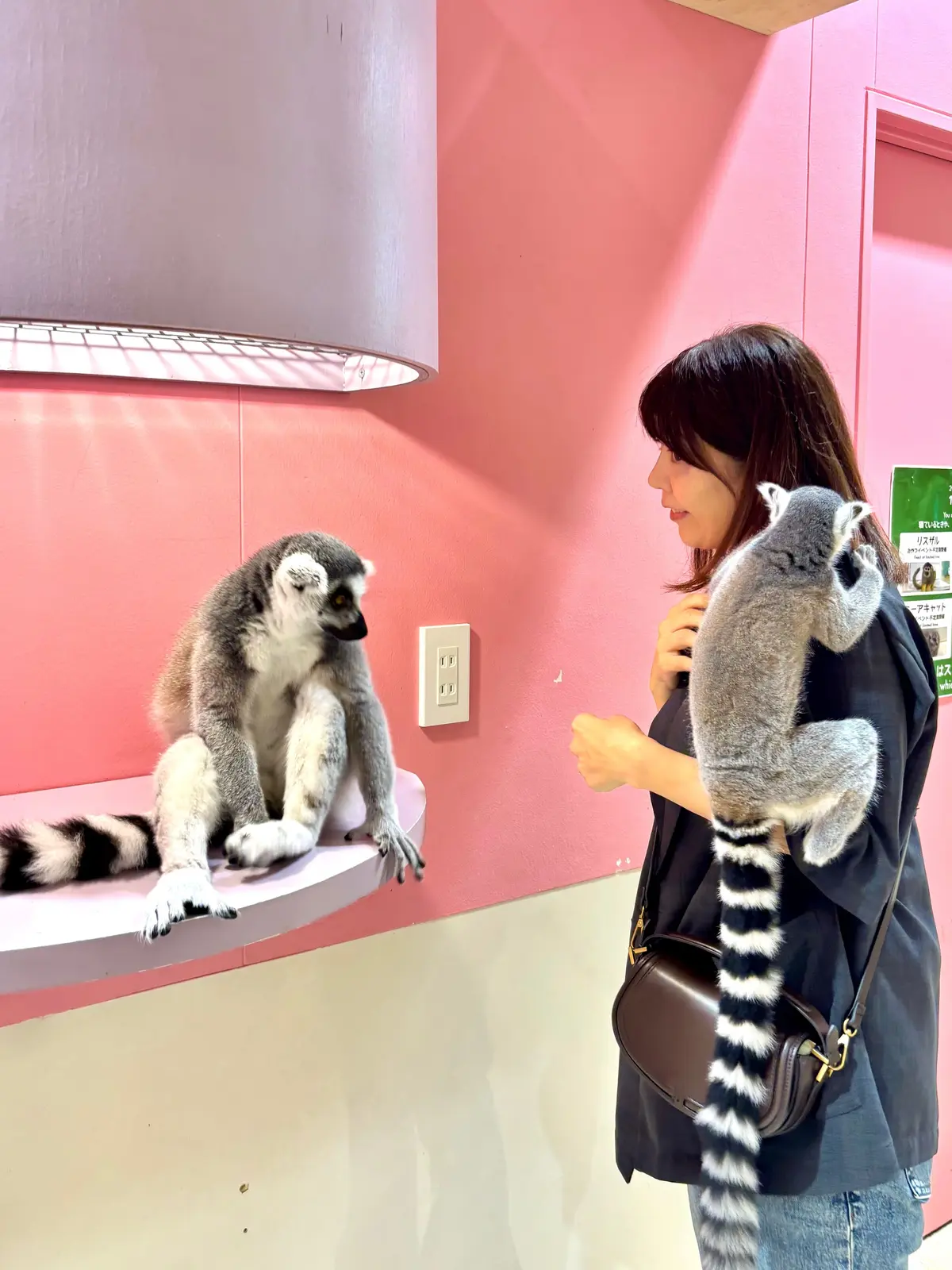 お台場で動物とふれあう。近距離での癒し体の画像_8