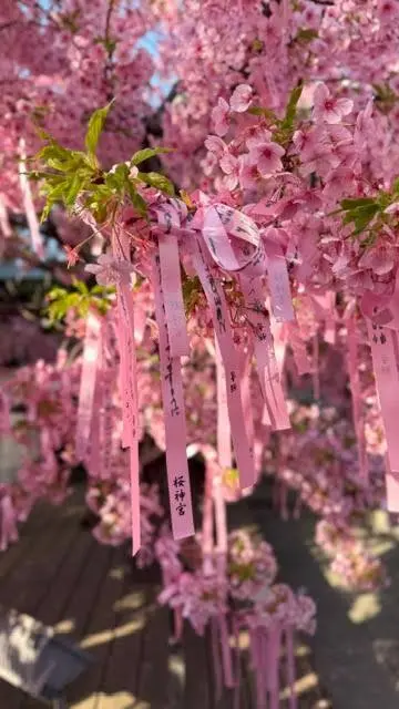 桜神宮へお花見。一足早い春を満喫の画像_3