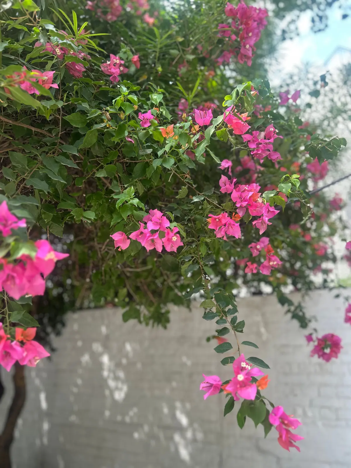 ピンク色の花が咲き乱れる、緑豊かな木。背景には白い壁が写り、一部に影が落ちている。