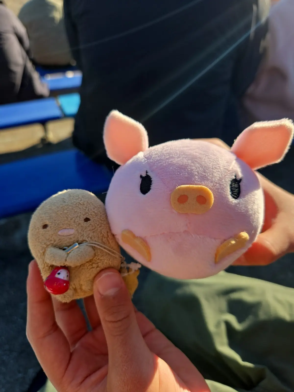 今の時期ならでは！菜の花とイルミネーショの画像_3