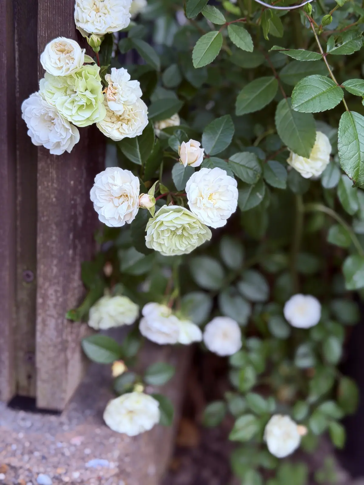 めくるめく季節！ガーデンが賑やかに華やかの画像_3