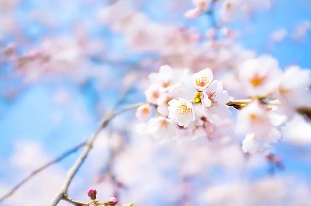 桜のイメージカット