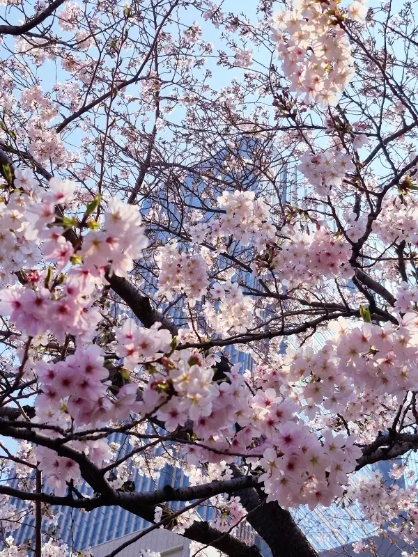 【東京ミッドタウン】から【毛利庭園】へおの画像_2