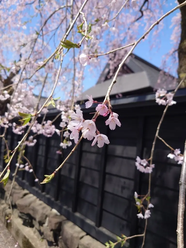 角館武家屋敷の枝垂れ桜
