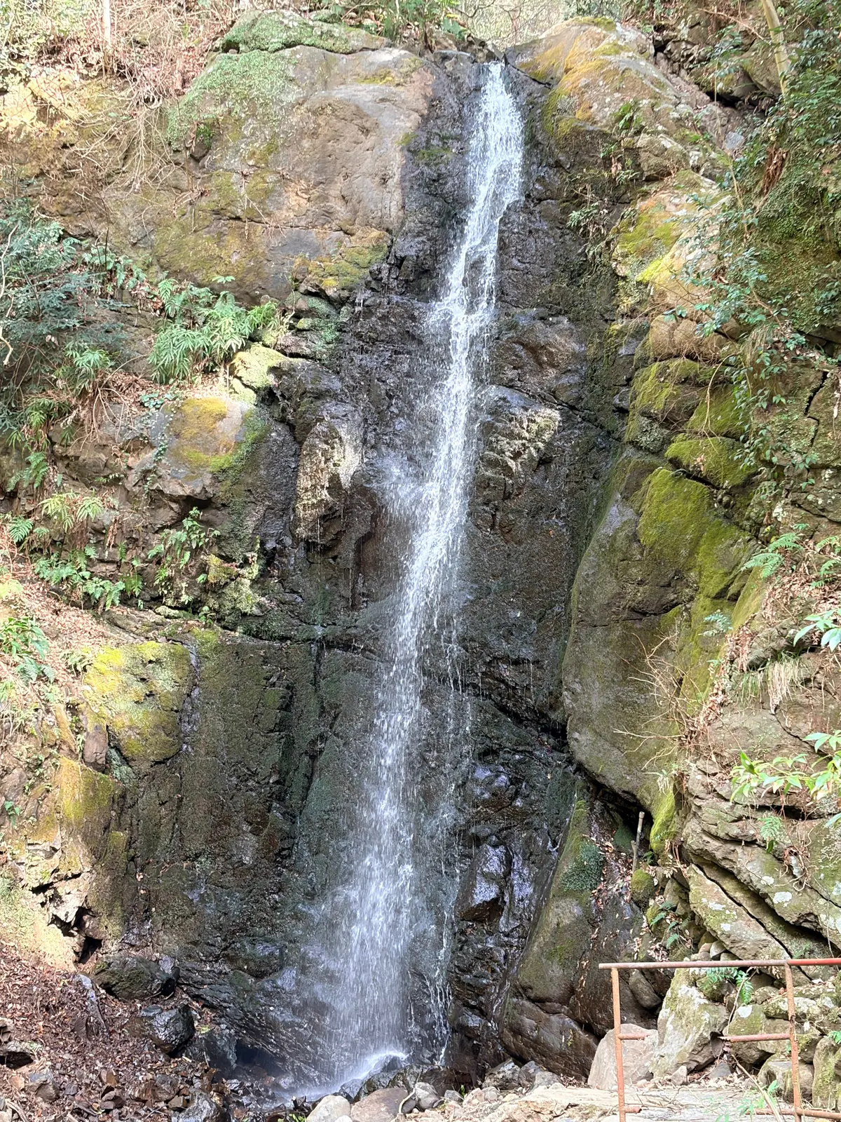 春の湯河原は、4000本の梅の花じゅうたの画像_18