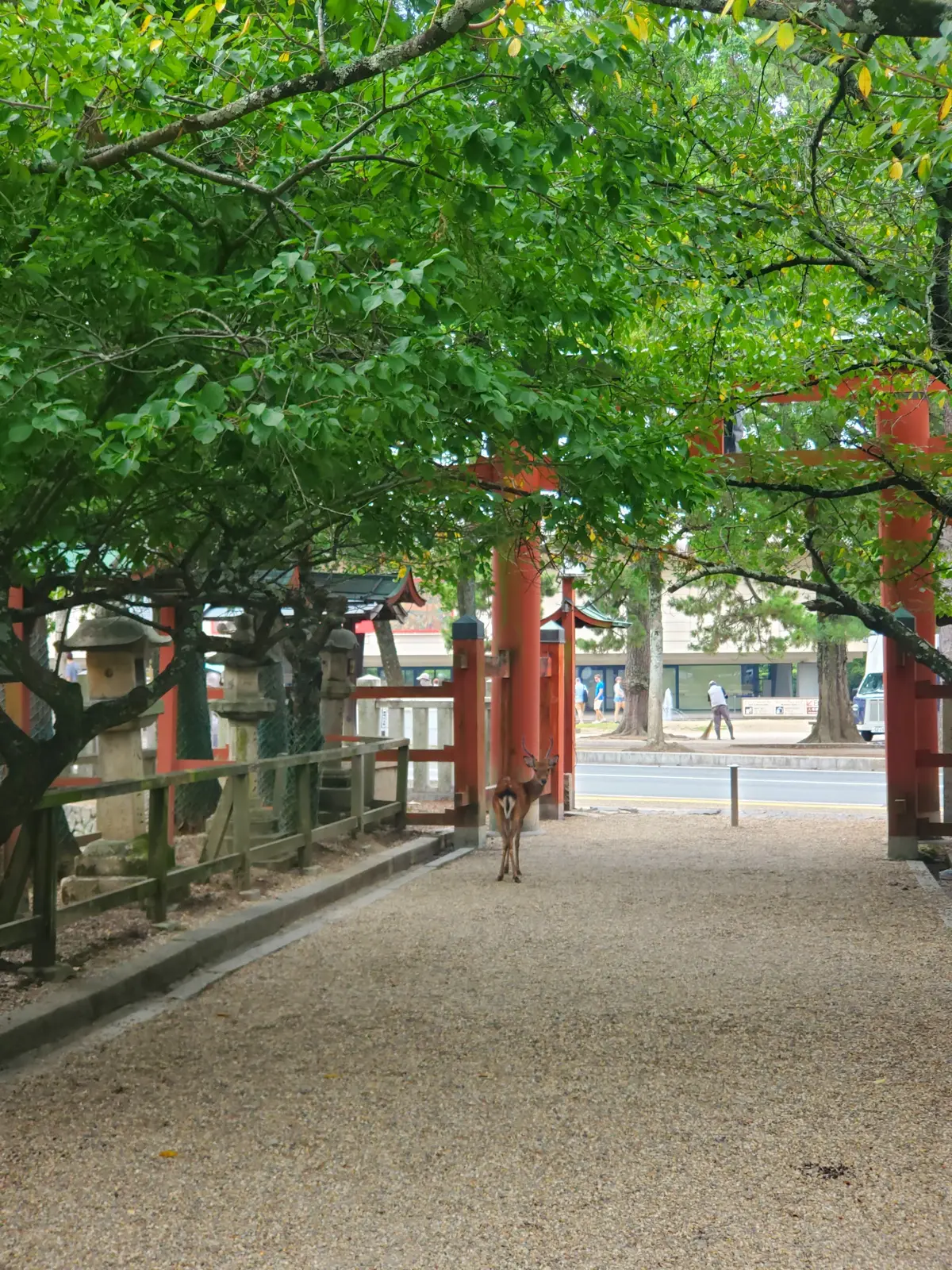 鳥居の先に佇む鹿。小石敷きの道で、緑豊かな木々の間から赤色の鳥居が見える。背景には建物と人々。