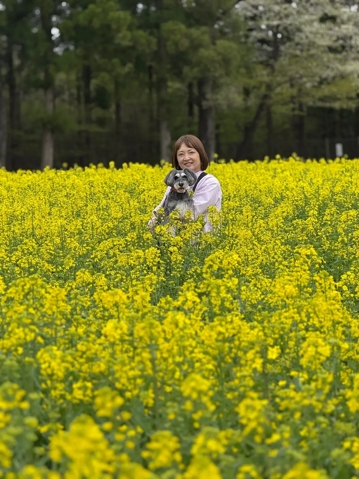旧青木家那須別邸　菜の花畑　梅澤千佳子