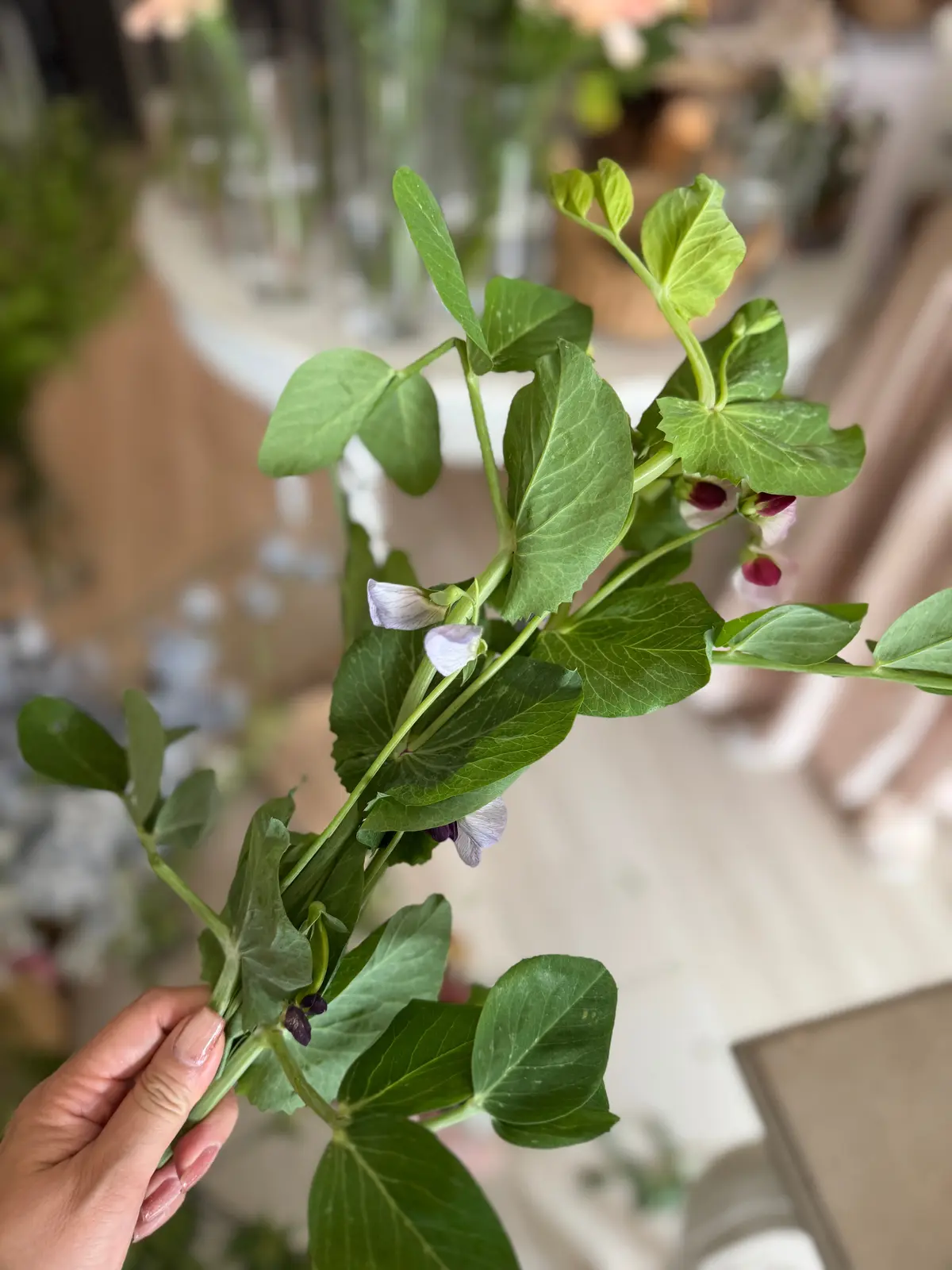 chez sakura 豆の花