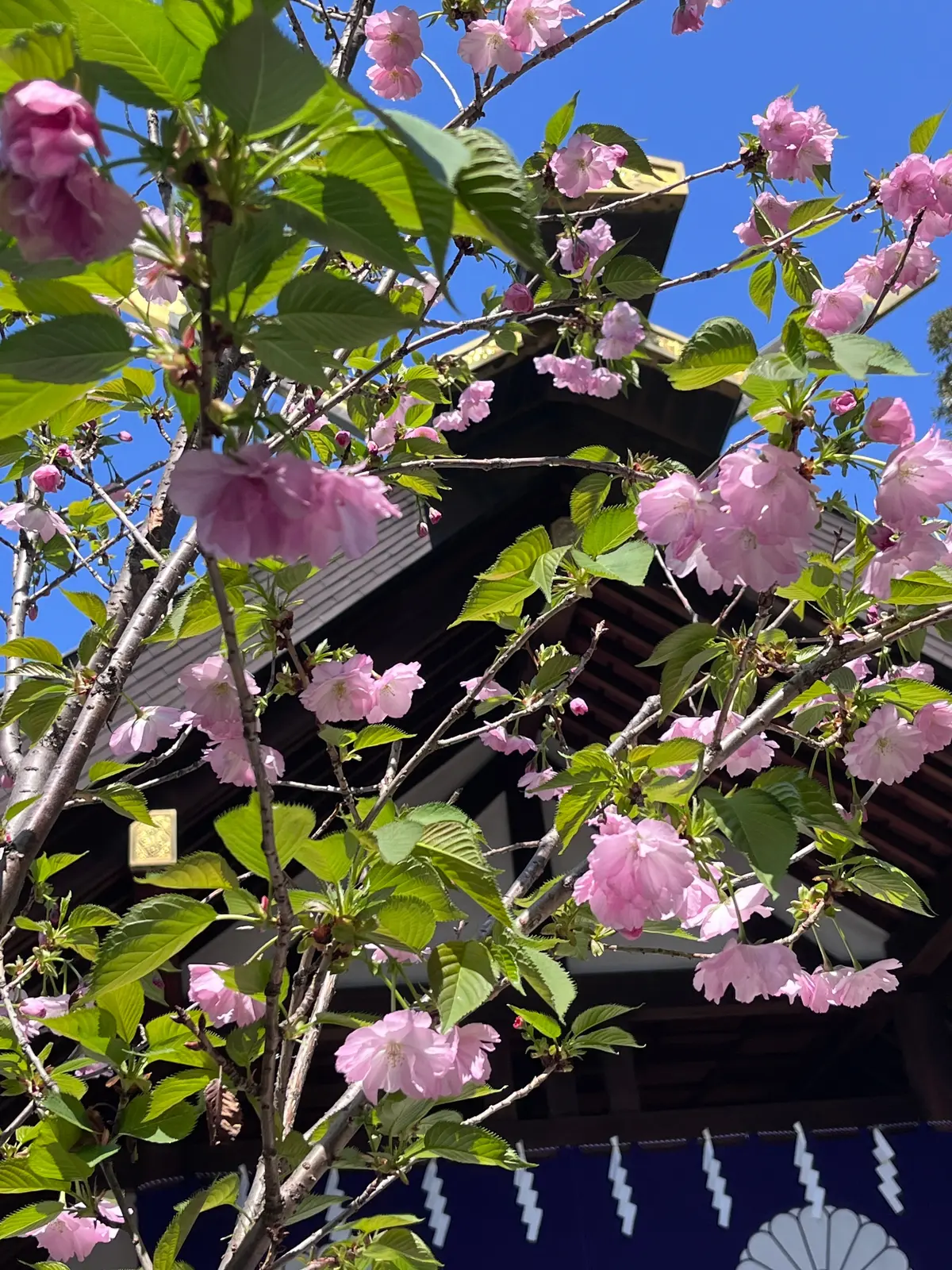 散ってしまう前にもう1回お花見🌸を♪の画像_9