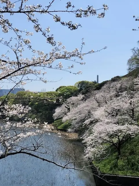 お花見の時期の特等席の画像_2
