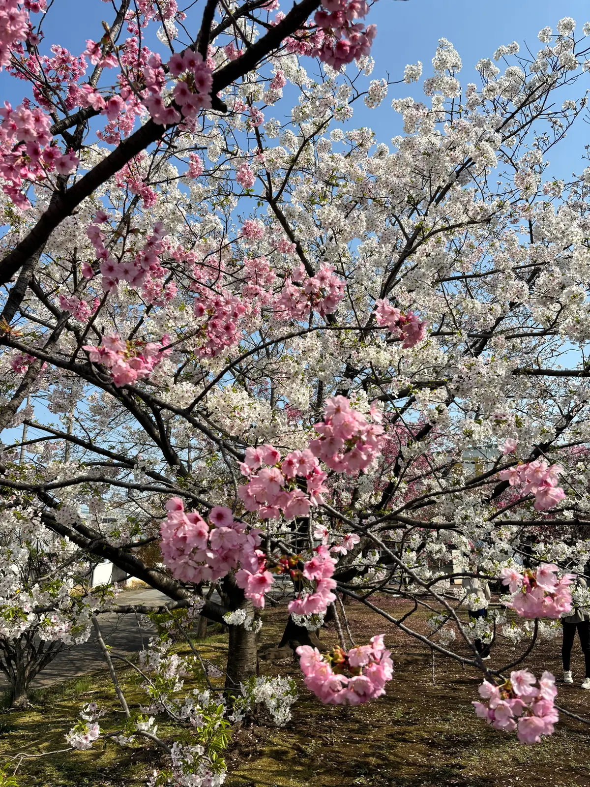 春を満喫。綺麗な桜を眺めながら食べられるの画像_8