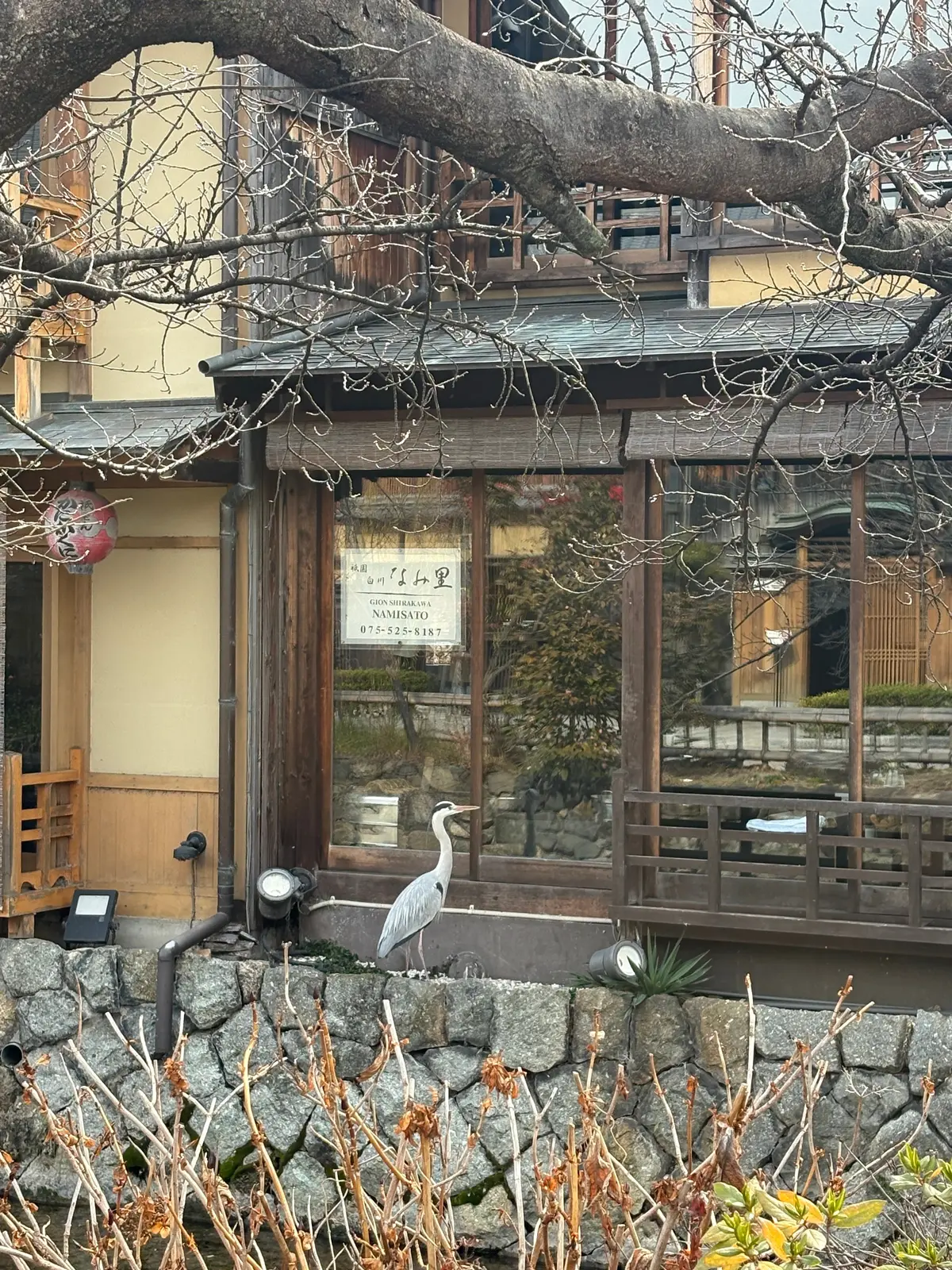 京都、祇園へ。石畳を歩きながら、暖簾をくの画像_2