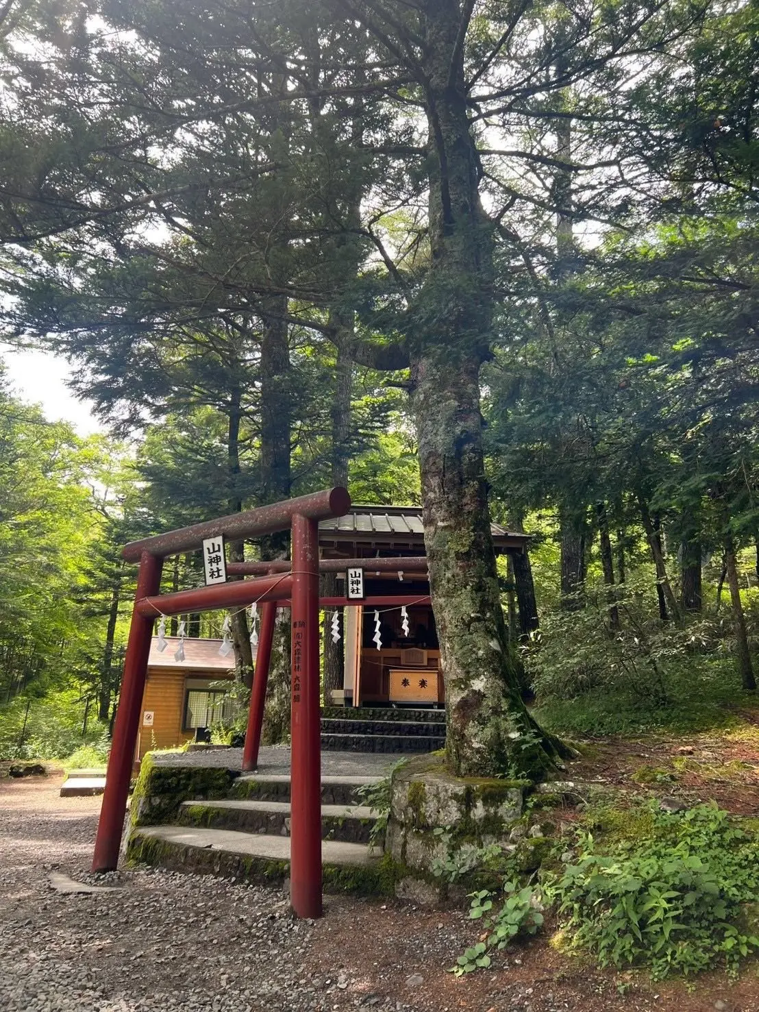 木々に囲まれた鳥居と小さな神社の建物。鳥居は赤色で、神社の屋根は茶色。手前に苔むした石段があり、周囲には緑の植物が生い茂っている。