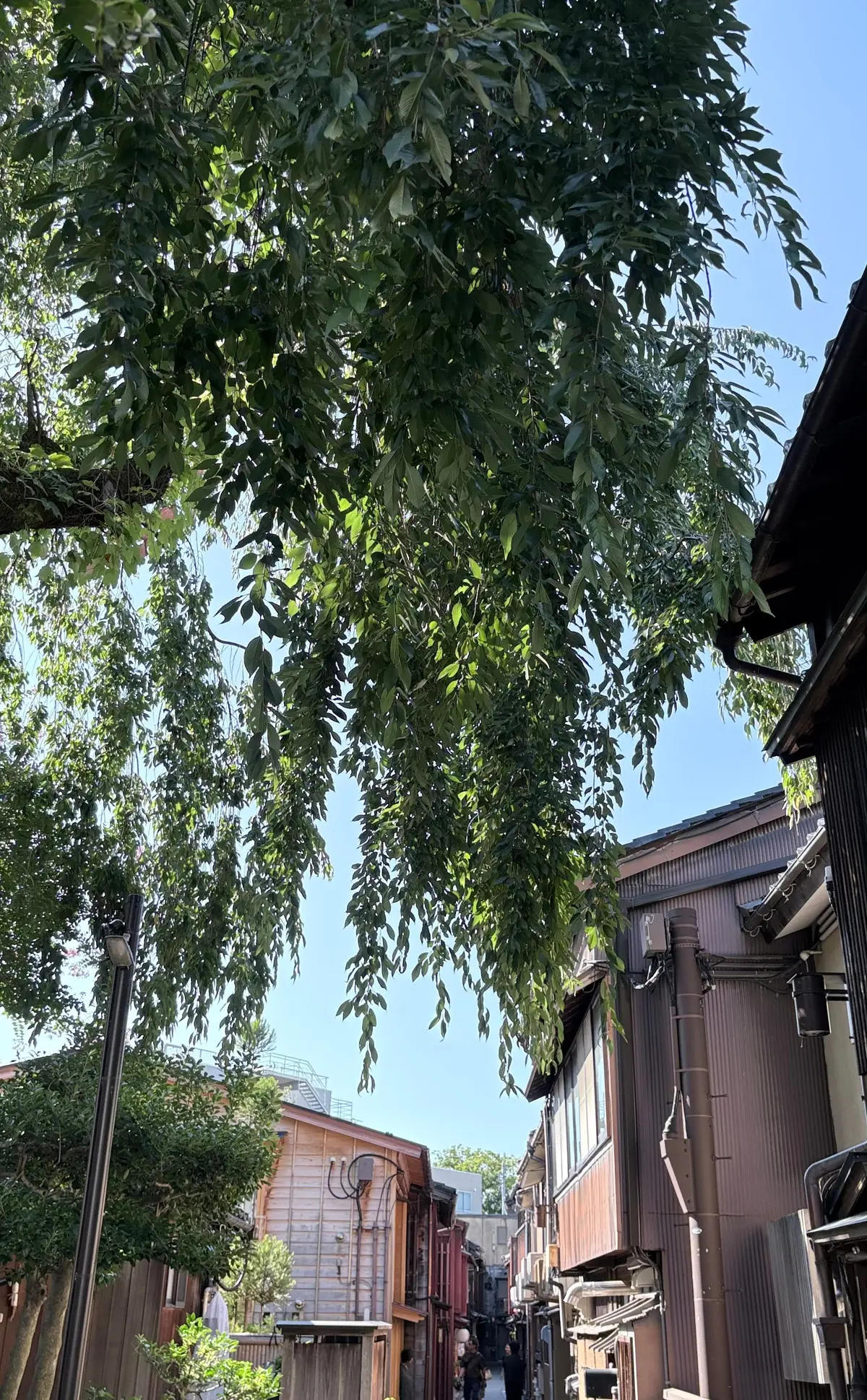緑豊かな木々の枝が、古い木造家屋が並ぶ狭い路地を覆っている様子。路地には人影が見え、背景には青空が広がっている。