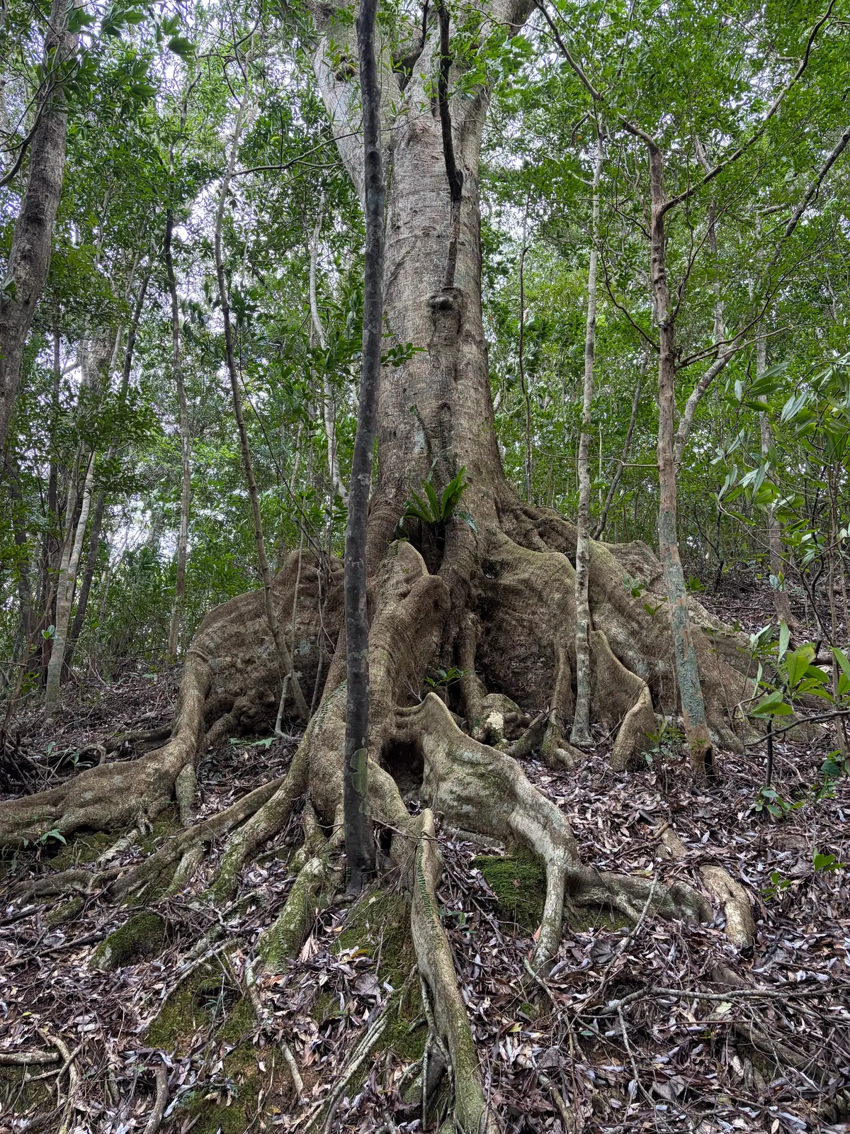 奄美大島の自然を満喫する旅①｜マングローの画像_5