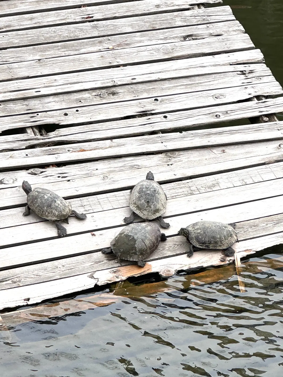 美味いもん＆御朱印を求めて母娘弾丸2人旅の画像_11