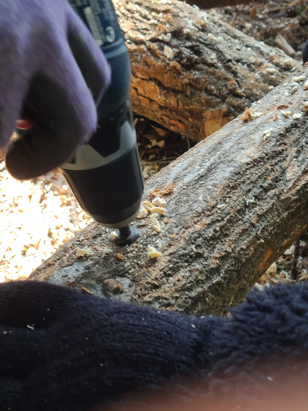 椎茸栽培！の画像_3