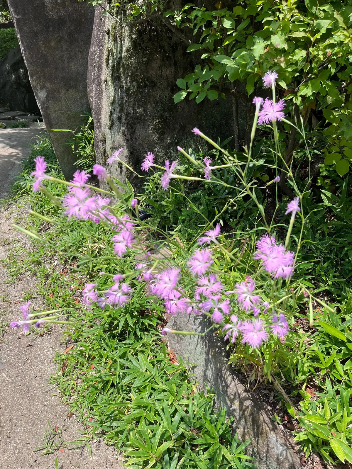 木陰に咲くピンク色の綿毛のような花。細い茎に小さな花が密集し、下には緑の葉が生い茂っている。背景には別の植物と歩道が見える。
