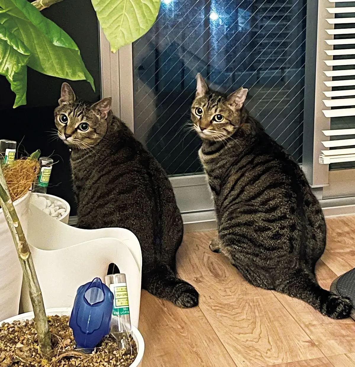 保護猫3匹との暮らしが、忙しい日常の癒しに（HALさん）