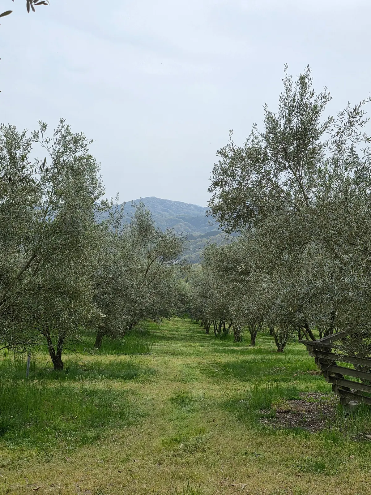 オリーブ園の素敵なカフェの画像_6