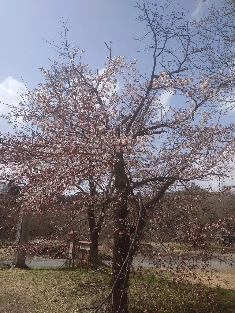潟分校の桜