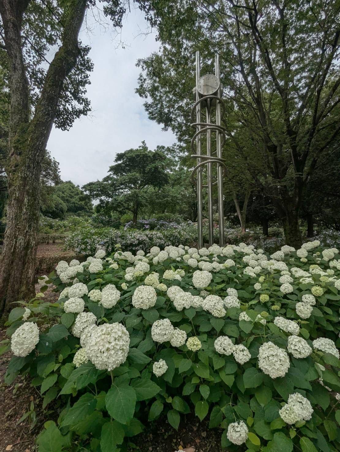 白いヒドランスの花が密集した低木、背景に円形の時計が取り付けられた金属製の柱、木々が広がる公園の風景