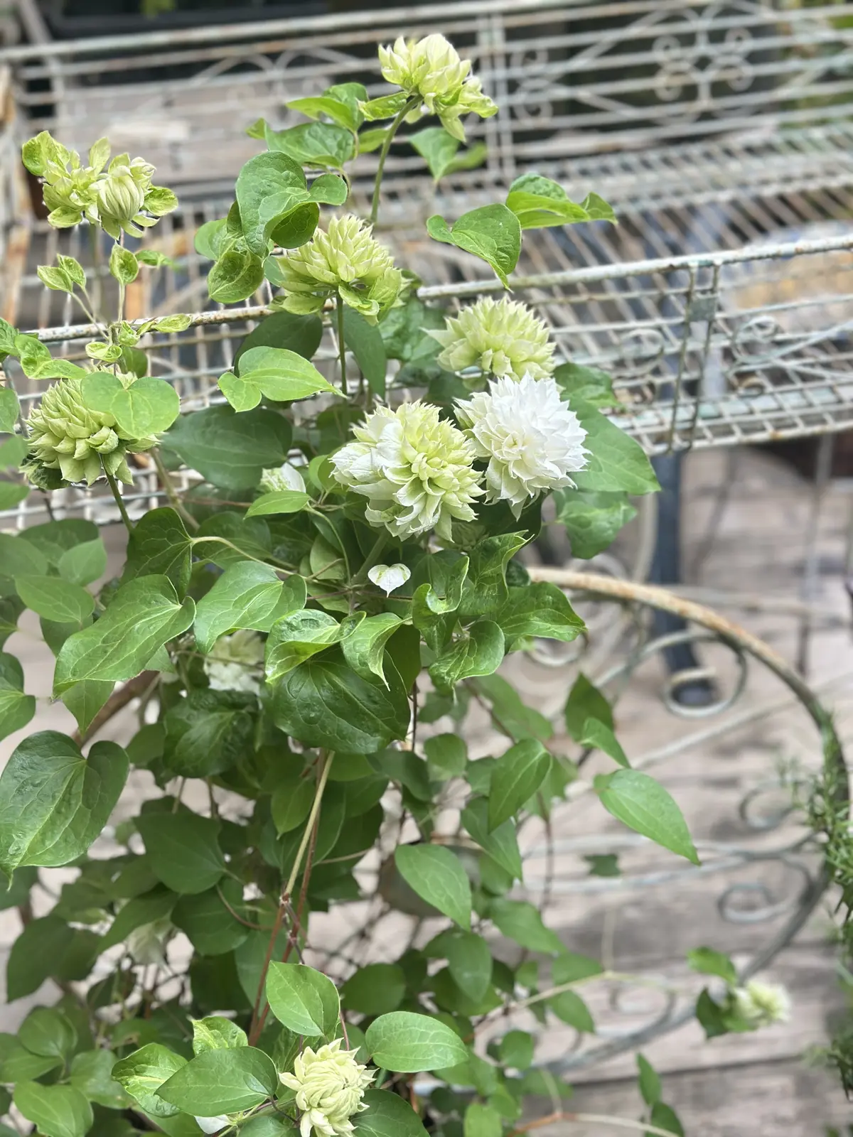 めくるめく季節！ガーデンが賑やかに華やかの画像_5