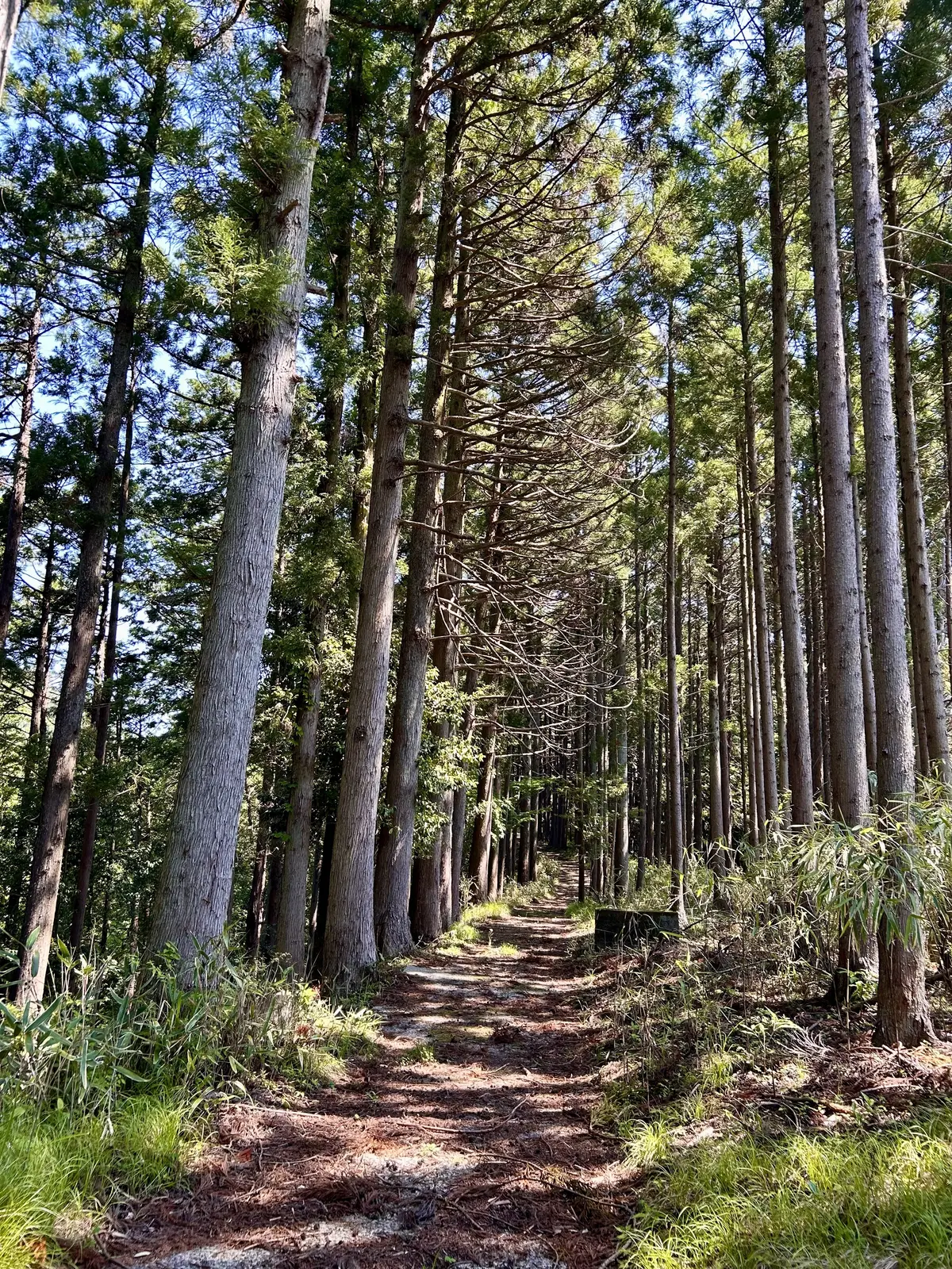 開創600年・南足柄にある大雄山最乗寺への画像_2