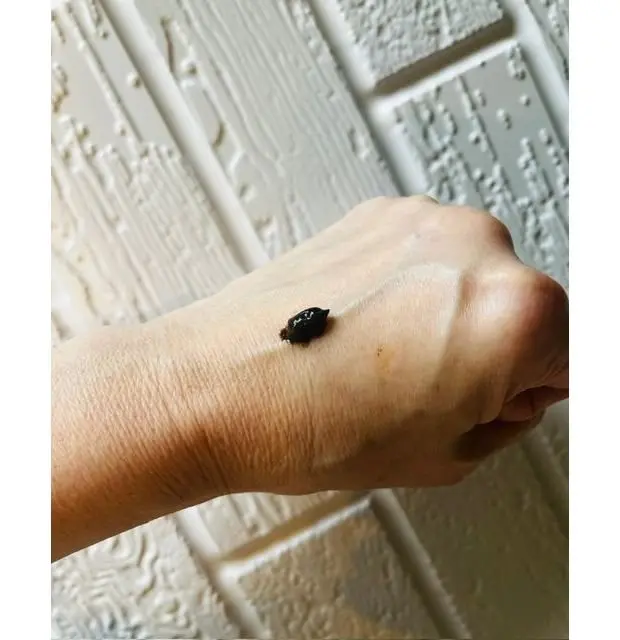 手のひらに置かれた、黒色の小さなカプセル。表面は粗く、光を反射している。背景は白っぽい壁。