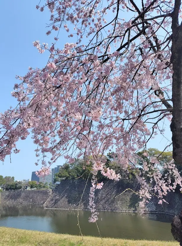 春の暖かさを感じて、皇居乾通り一般公開での画像_3