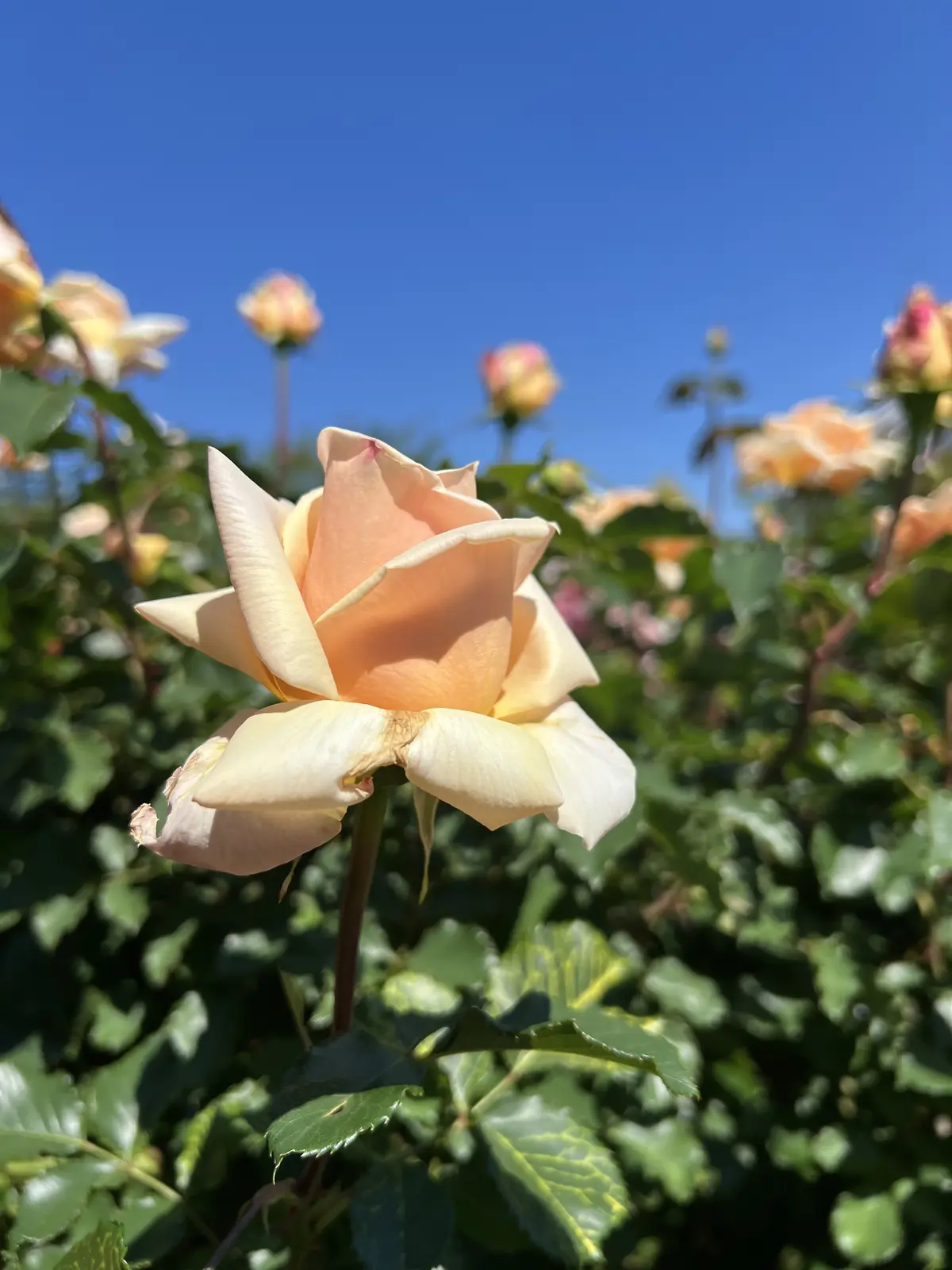 【ベルバラ世代マストで！】京成バラ園で出の画像_5