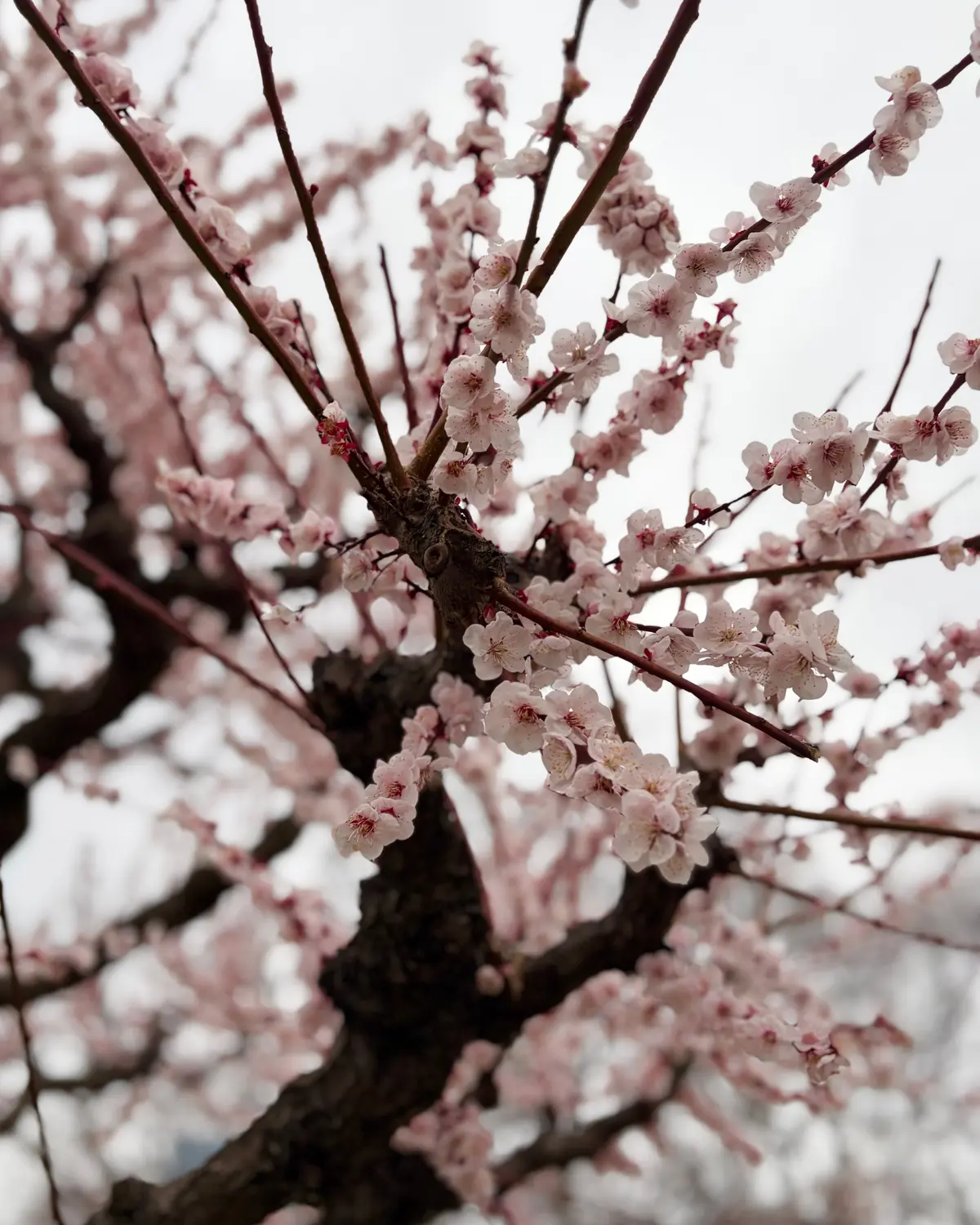梅香る季節、ピンクのニットで春支度🌸の画像_5