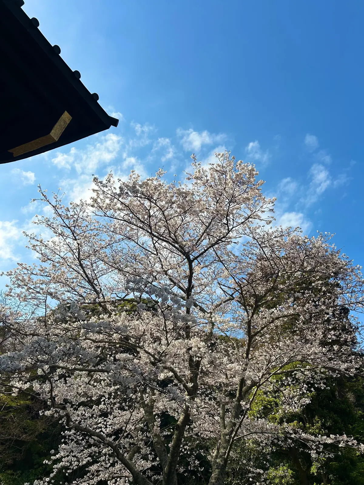 鎌倉の桜　桜満開　お花見スポット　鎌倉観光　結婚式前撮りスポット　妙本寺