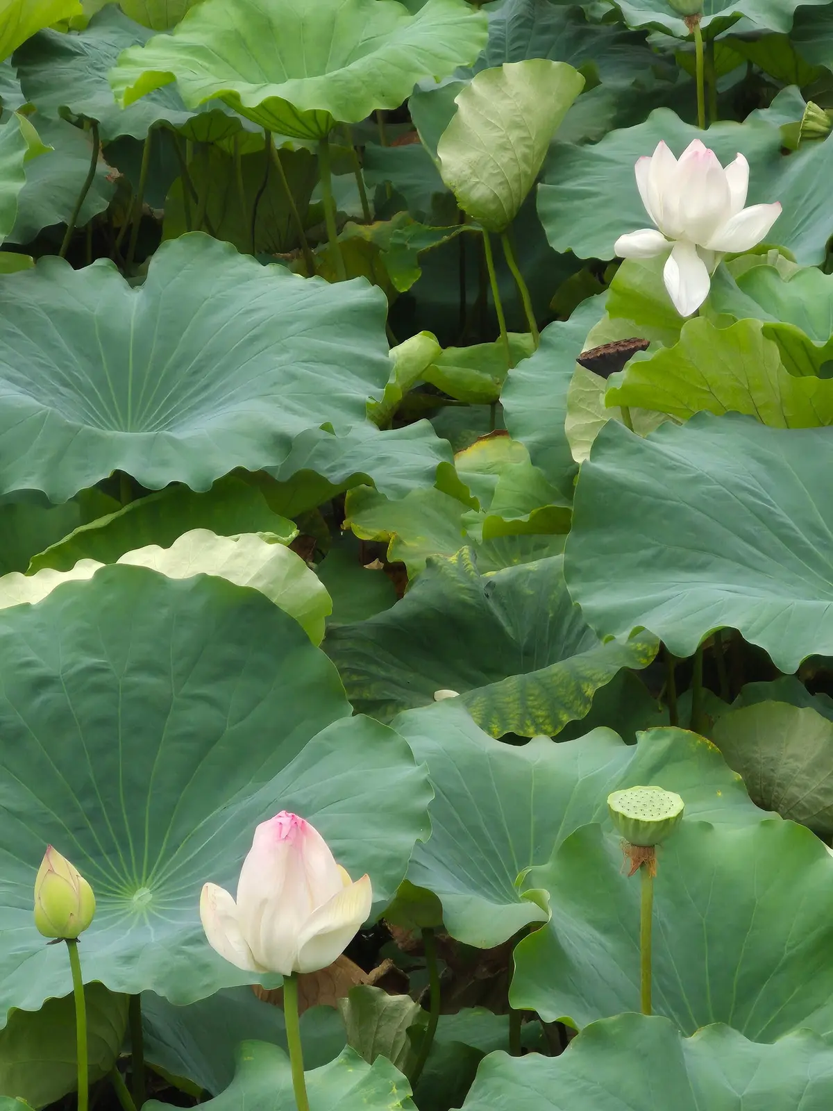 睡蓮の葉と花が茂る水面。緑色の大きな丸い葉が広がり、その中には白い花が咲き、ピンク色の花も見える。未開花の花蕾もいくつかある。