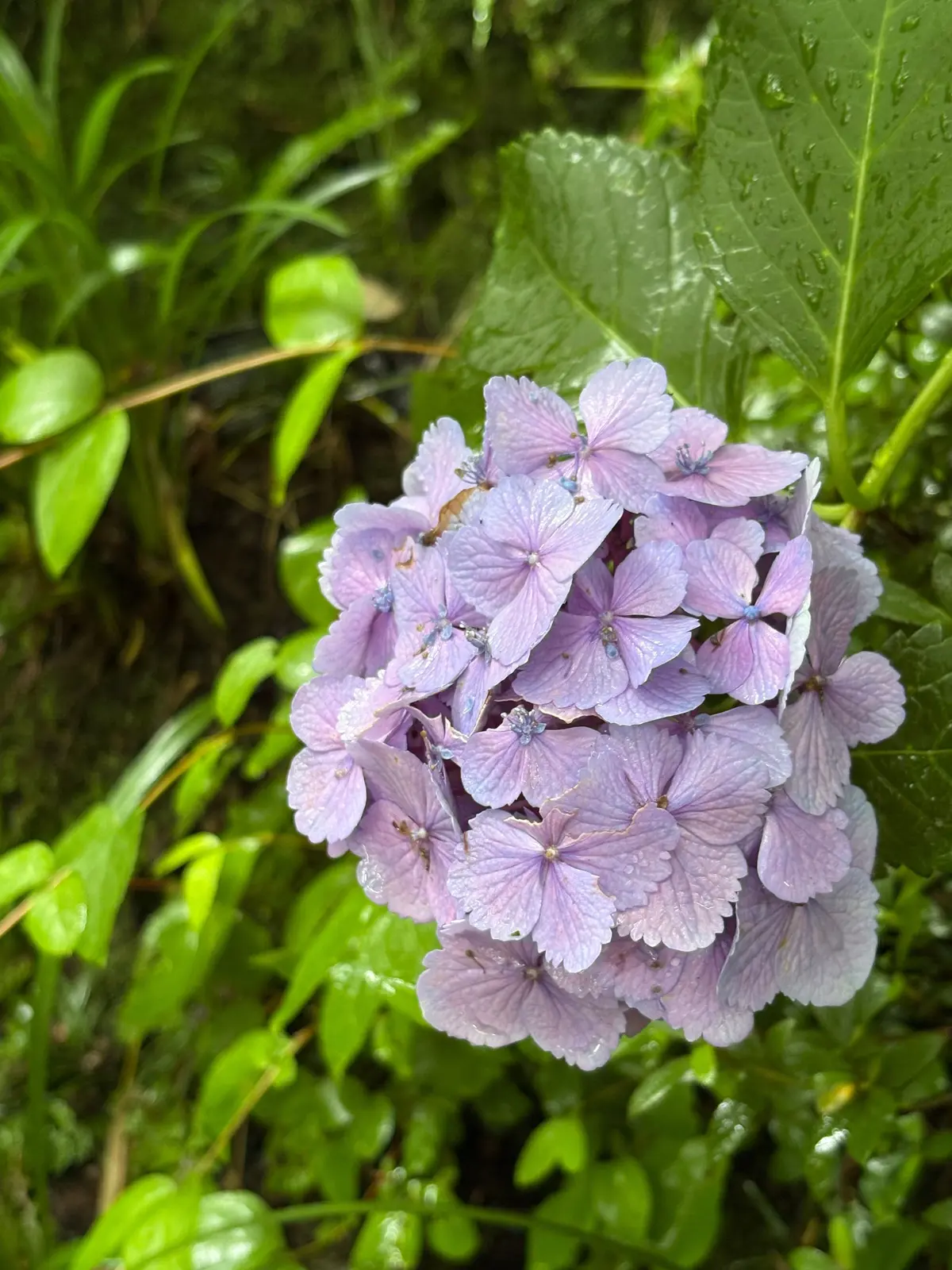 淡い紫の花が密集して咲き、緑の葉に囲まれている