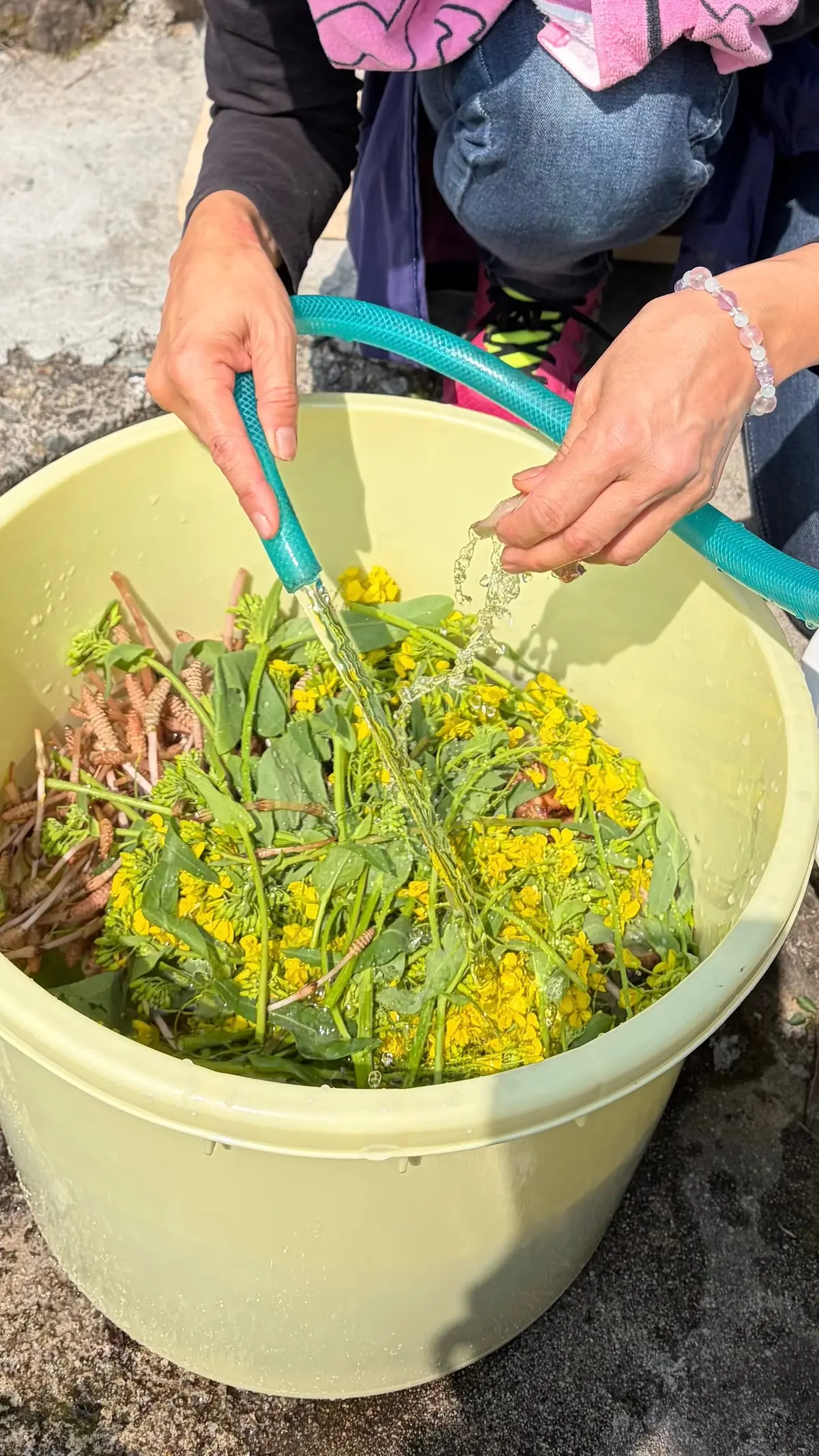 春のエネルギーを凝縮！野草で仕込む「春のの画像_7