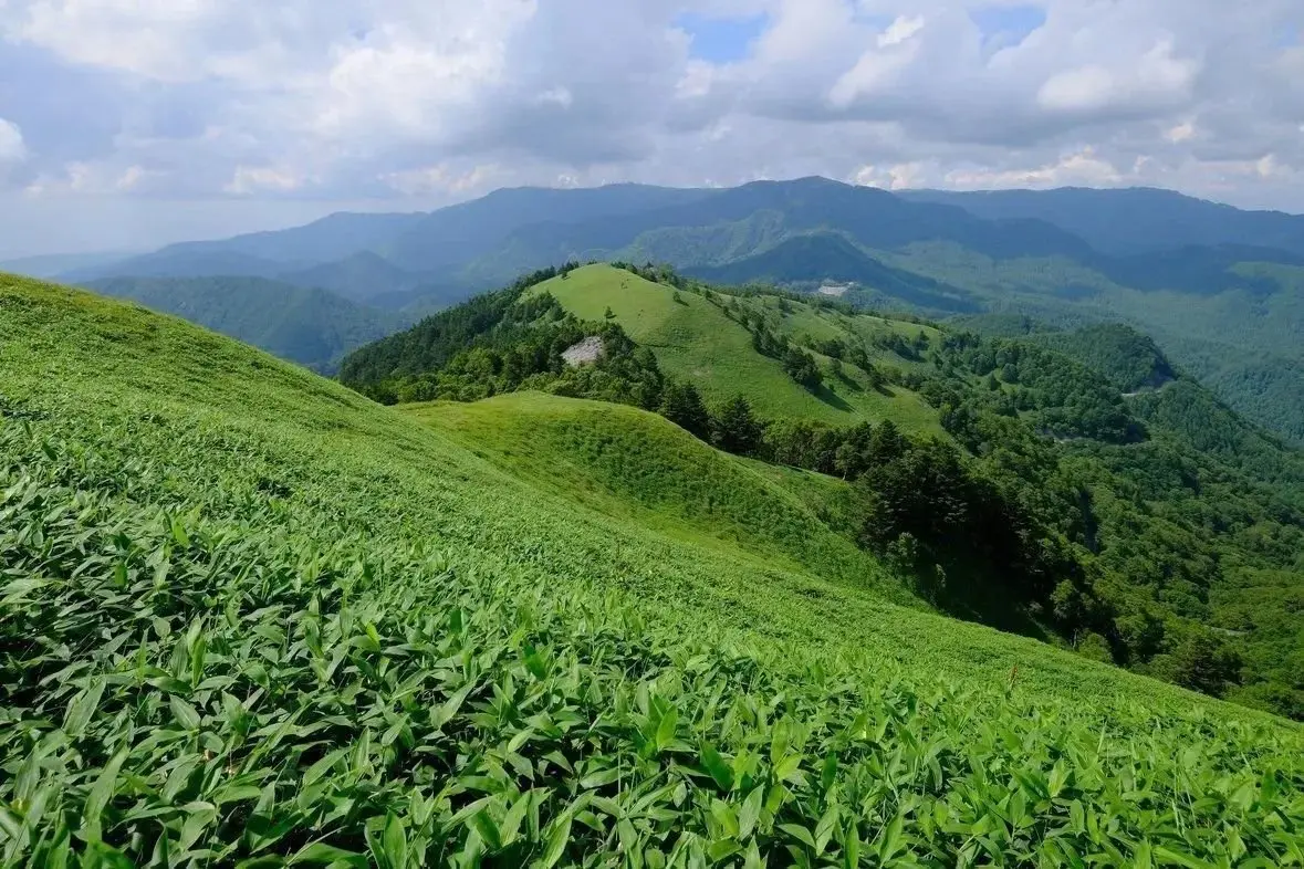 緑豊かな山々が連なり、手前には草木が生い茂る斜面が広がる風景。青空に白い雲が浮かぶ。