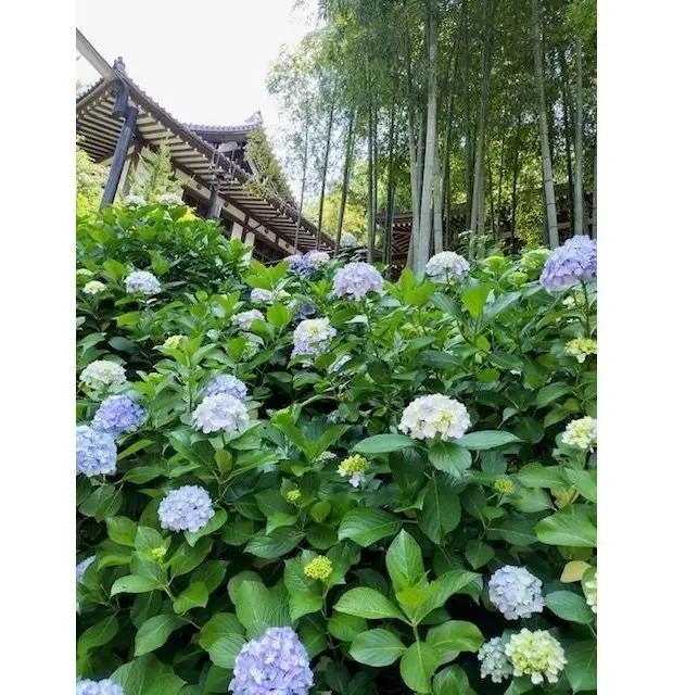 青いヒメツルソウが緑の葉に囲まれ、背後に竹林と中国風の建物が見える庭園
