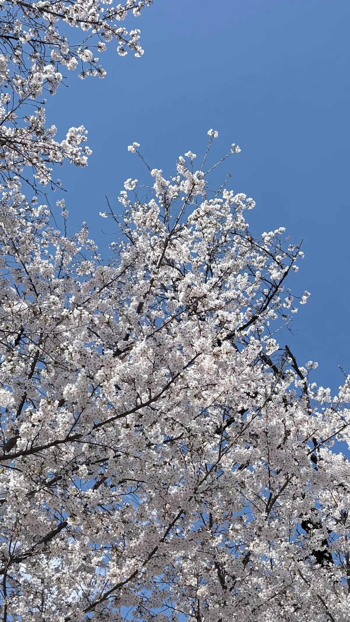 桜と青空のコントラストが美しい季節の画像_1