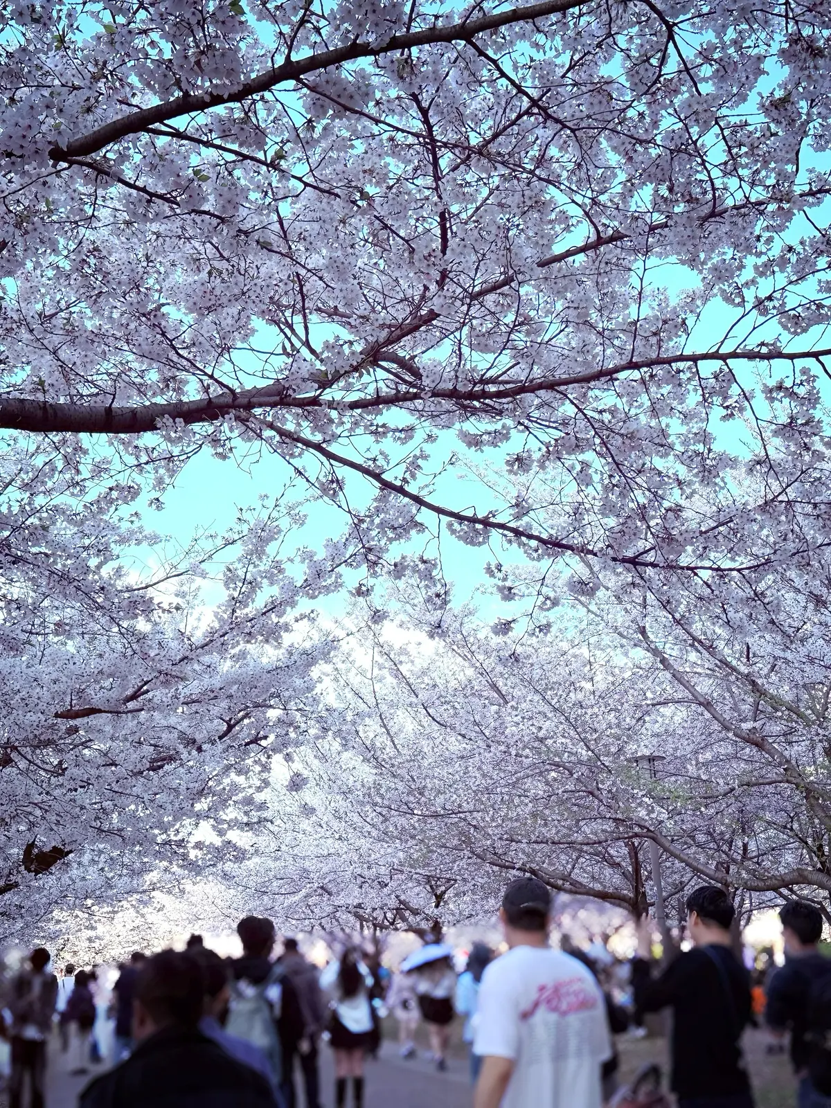 桜満開🌸の画像_1