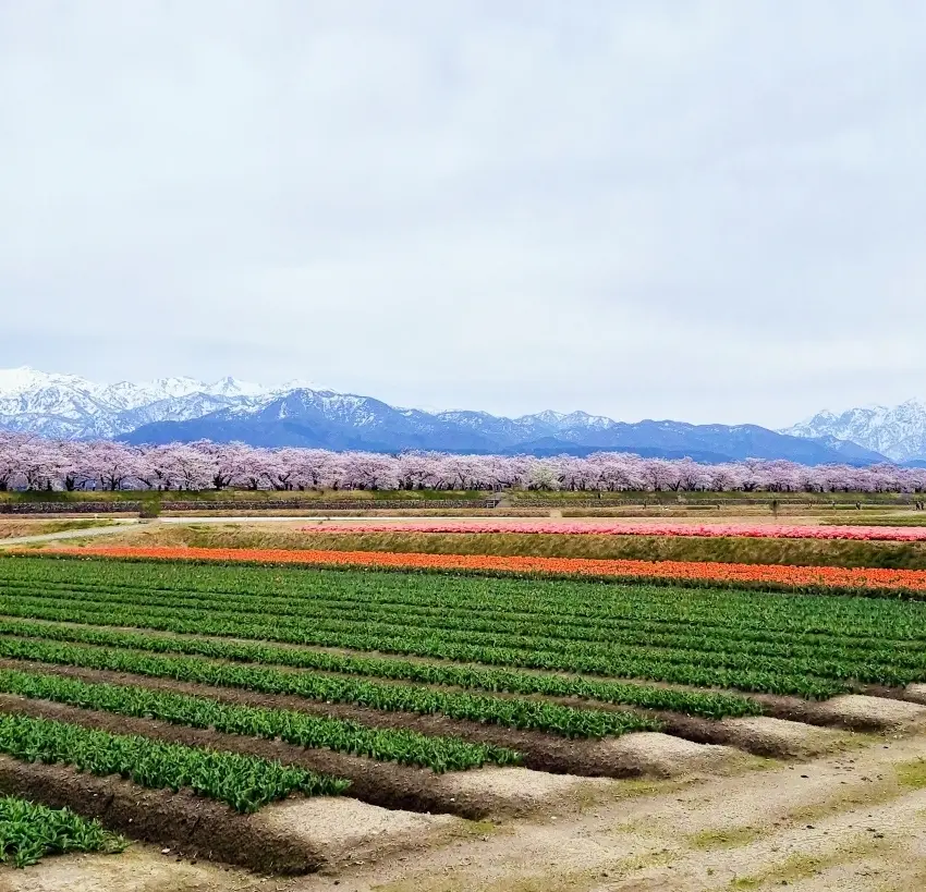 【富山・春旅】桜の絶景！｢春の四重奏｣＆の画像_4