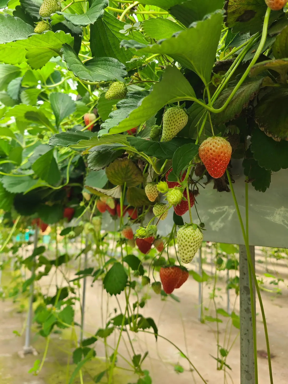 春の日帰り房総、美味しいと景色を楽しむ。の画像_1